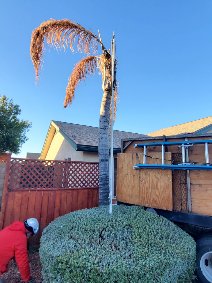 Business queued-photos - ARBORZONA TREE SERVICE, LLC