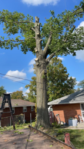 Business queued-photos - Eddie’s Tree Service