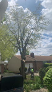 Business queued-photos - Eddie’s Tree Service