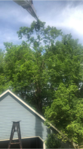 Business queued-photos - Eddie’s Tree Service