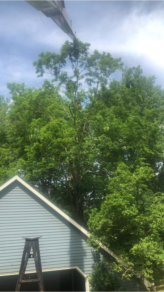 Business queued-photos - Eddie’s Tree Service