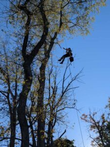 Business queued-photos - Tesla Tree Service