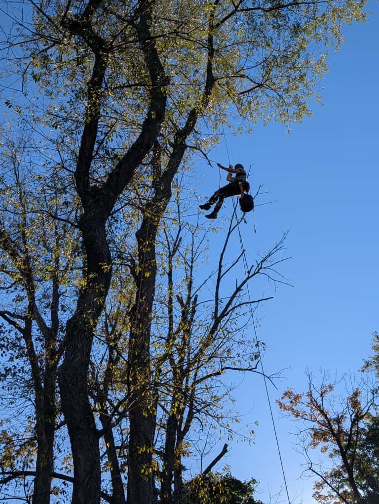 Business queued-photos - Tesla Tree Service