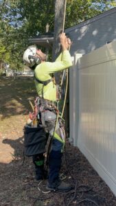 Business queued-photos - Tesla Tree Service