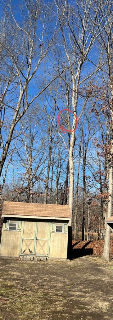 Business queued-photos - Tesla Tree Service