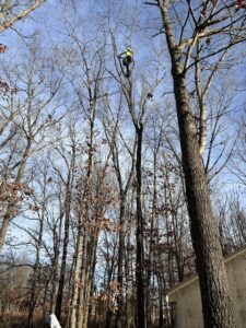 Business queued-photos - Tesla Tree Service