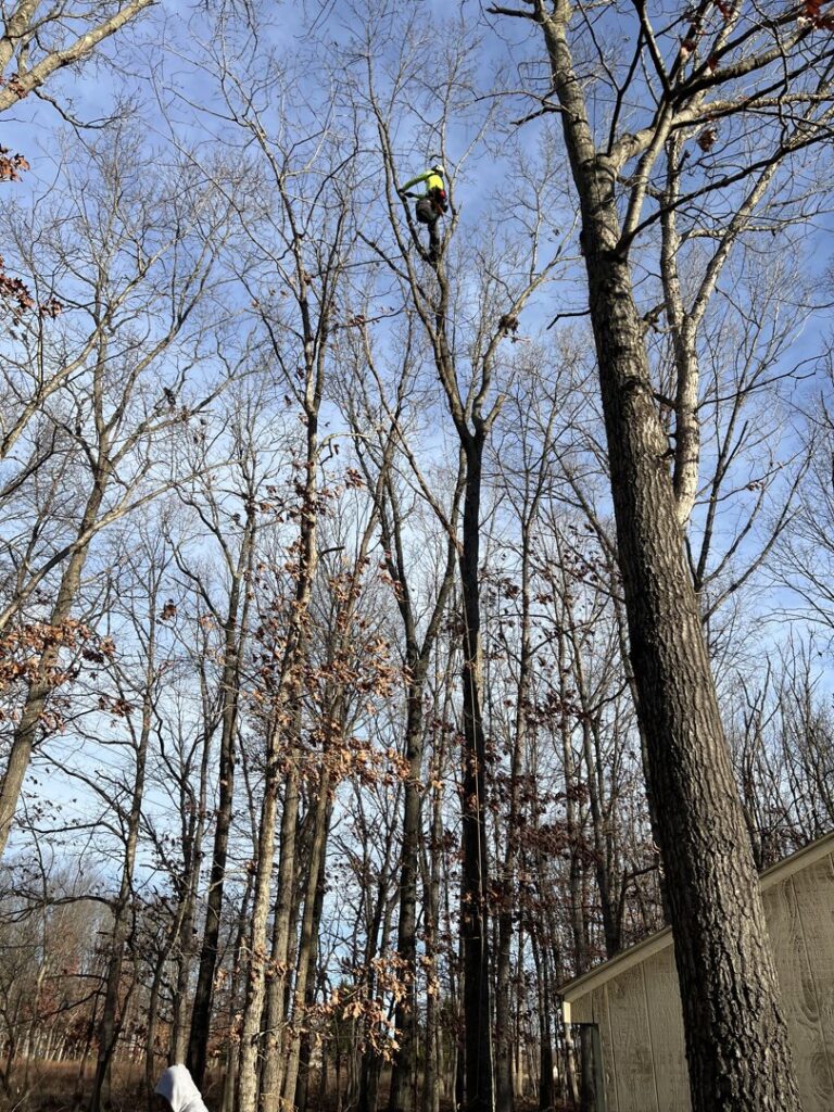Business queued-photos - Tesla Tree Service