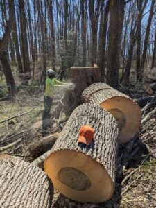 Business queued-photos - Tesla Tree Service