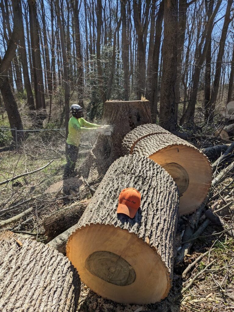 Business queued-photos - Tesla Tree Service
