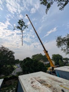 Business queued-photos - Tesla Tree Service