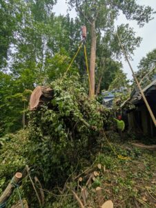 Business queued-photos - Tesla Tree Service