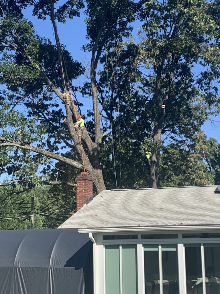 Business queued-photos - Tesla Tree Service