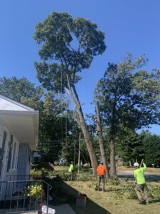 Business queued-photos - Tesla Tree Service
