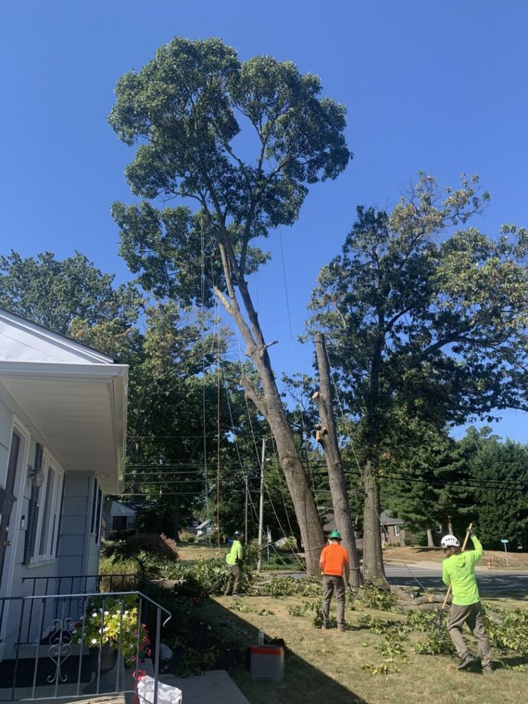 Business queued-photos - Tesla Tree Service