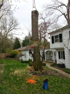 Business queued-photos - Whole Tree Care by Trappers Tree Service Columbus Ohio