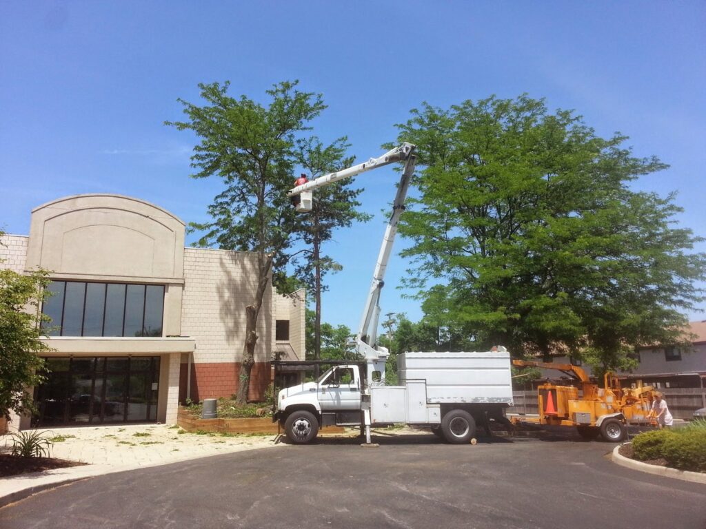 Business queued-photos - Whole Tree Care by Trappers Tree Service Columbus Ohio
