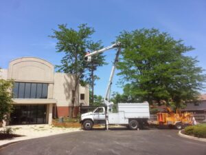 Business queued-photos - Whole Tree Care by Trappers Tree Service Columbus Ohio