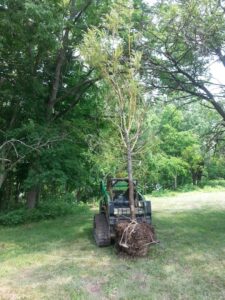 Business queued-photos - Whole Tree Care by Trappers Tree Service Columbus Ohio