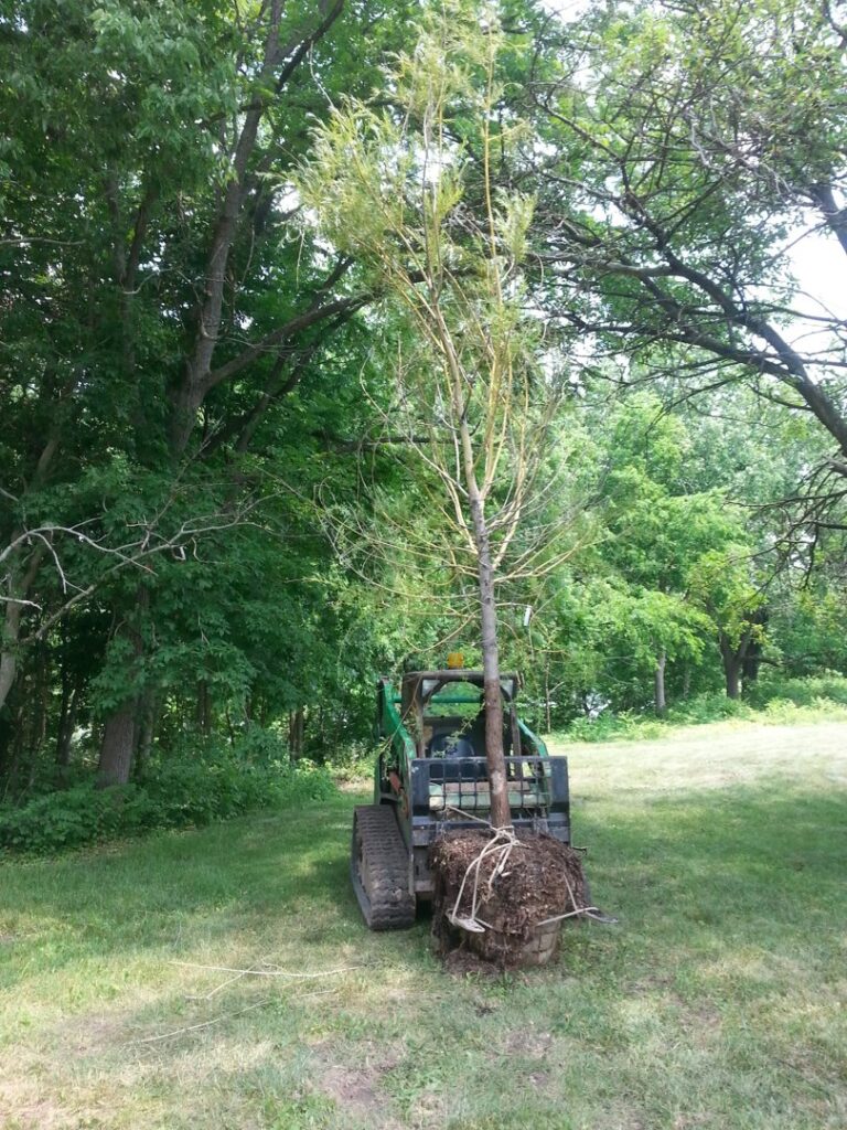 Business queued-photos - Whole Tree Care by Trappers Tree Service Columbus Ohio