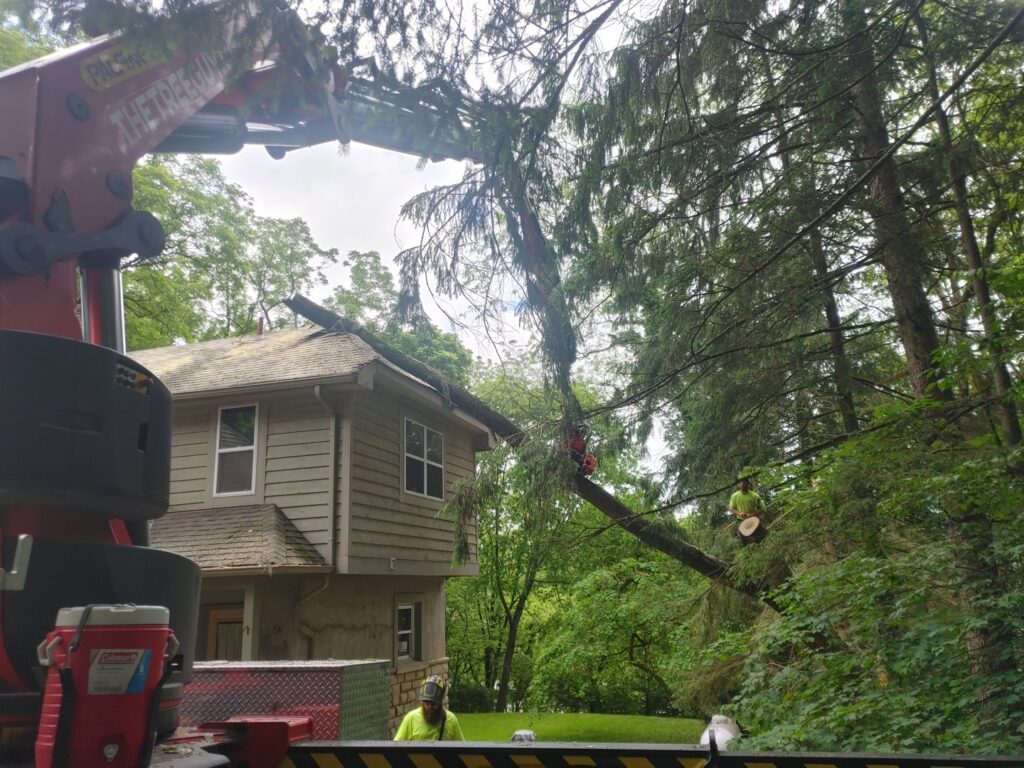 Business queued-photos - Whole Tree Care by Trappers Tree Service Columbus Ohio