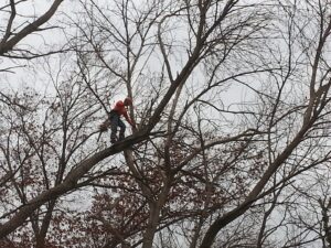 Business queued-photos - Whole Tree Care by Trappers Tree Service Columbus Ohio