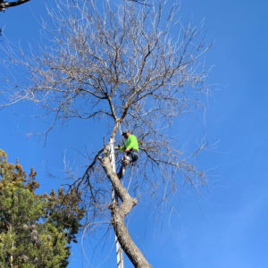 Business queued-photos - Luna Tree Service