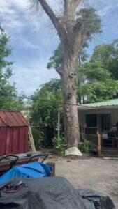 Business queued-photos - Luna Tree Service