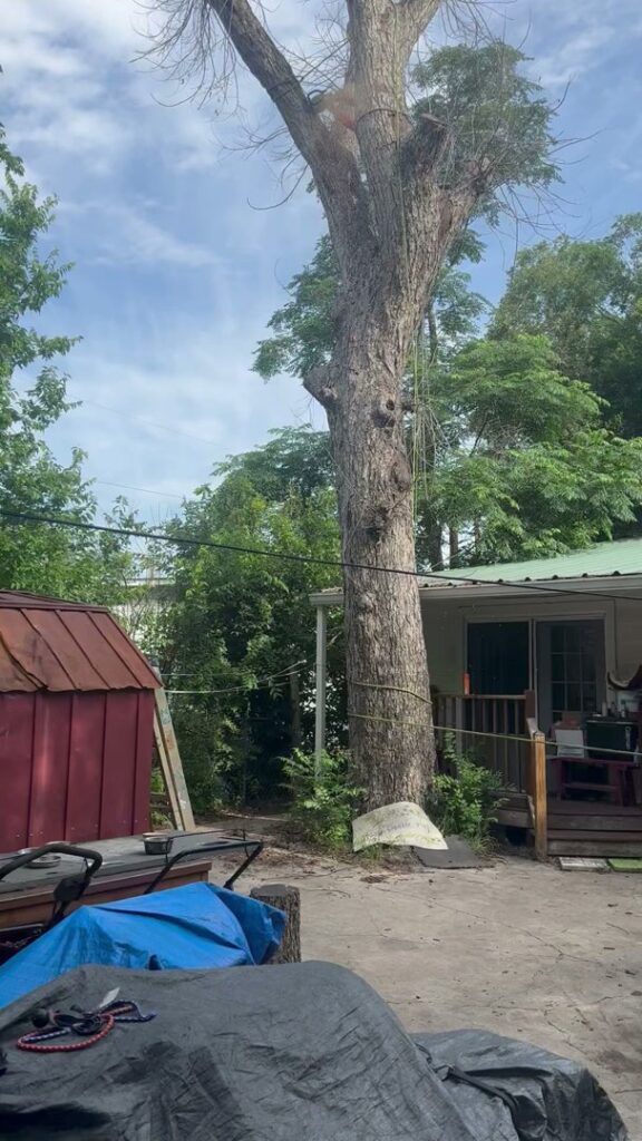 Business queued-photos - Luna Tree Service