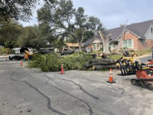 Business queued-photos - Luna Tree Service
