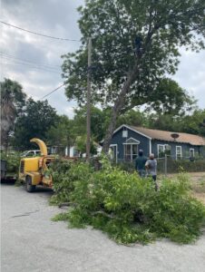 Business queued-photos - Luna Tree Service