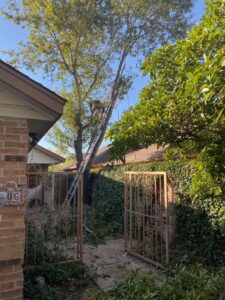 Business queued-photos - Luna Tree Service