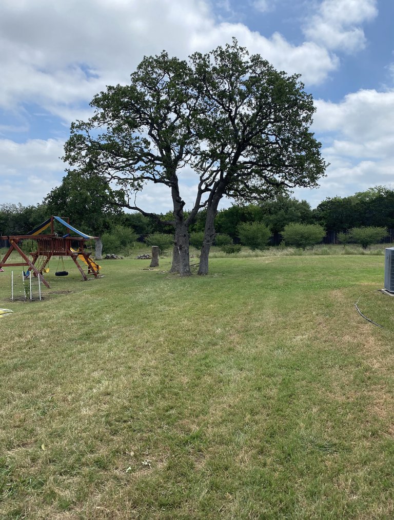 Business queued-photos - Luna Tree Service