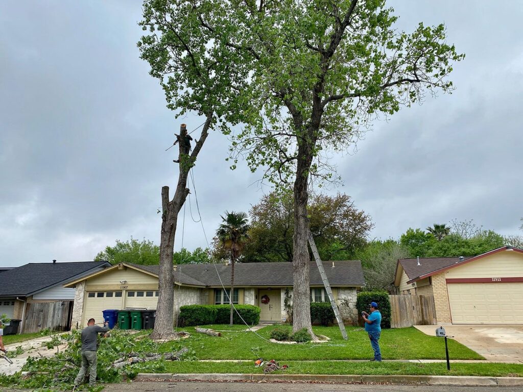 Business queued-photos - Luna Tree Service