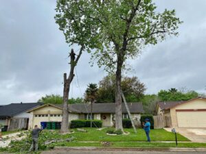 Business queued-photos - Luna Tree Service