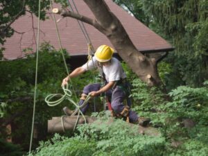 Business queued-photos - PRV Tree Service