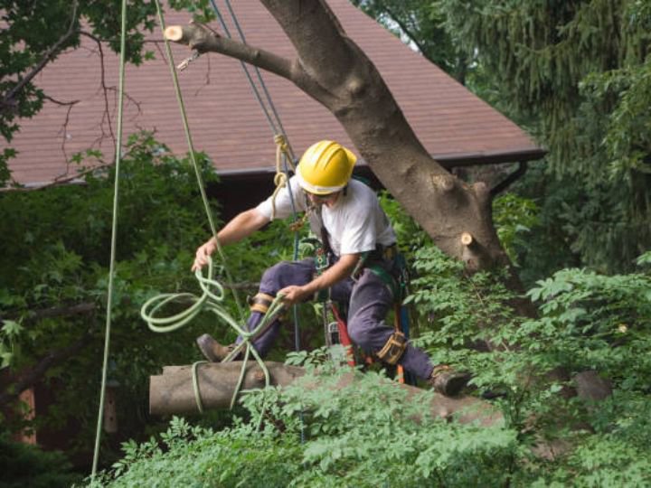 Business queued-photos - PRV Tree Service