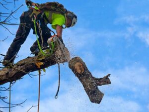 Business queued-photos - PRV Tree Service