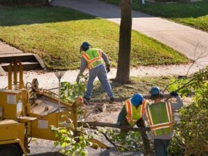 Business queued-photos - PRV Tree Service
