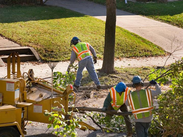 Business queued-photos - PRV Tree Service