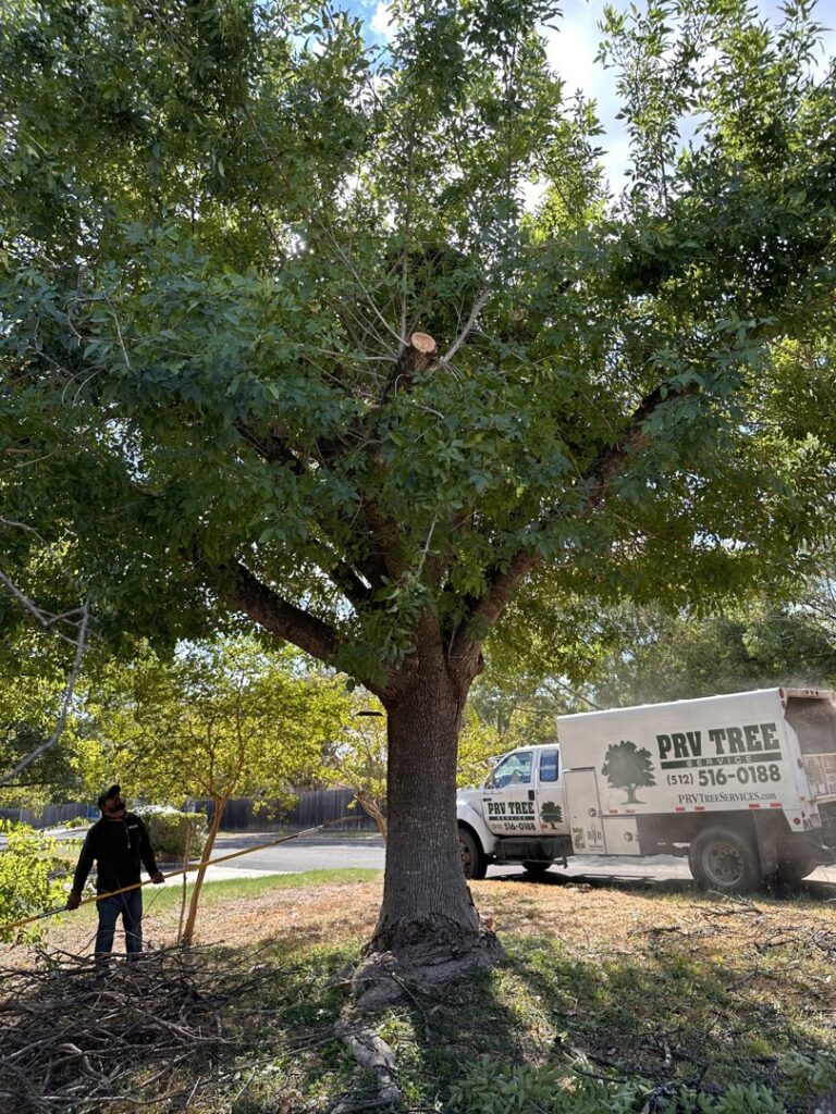 Business queued-photos - PRV Tree Service