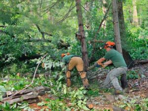 Business queued-photos - PRV Tree Service