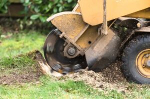 Business queued-photos - PRV Tree Service