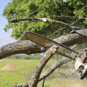 Business queued-photos - PRV Tree Service