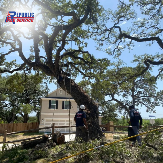 Business queued-photos - Republic Tree Service