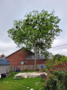 Business queued-photos - Republic Tree Service