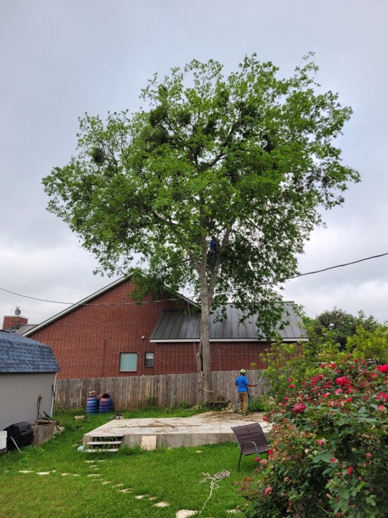 Business queued-photos - Republic Tree Service