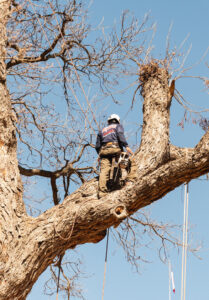 Business queued-photos - Republic Tree Service