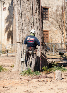 Business queued-photos - Republic Tree Service