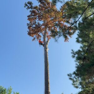 Business queued-photos - N&E Tree Service LLC