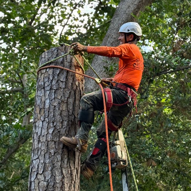 Business queued-photos - N&E Tree Service LLC